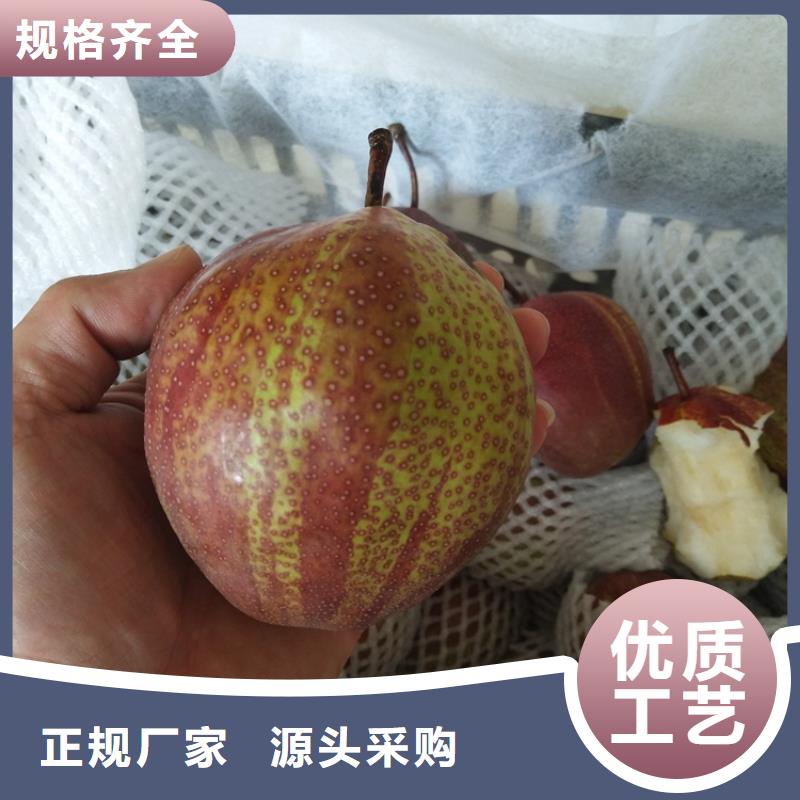梨树樱桃苗高品质诚信厂家