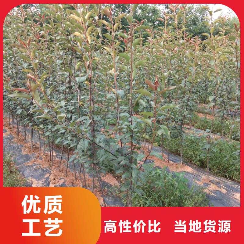 梨树-梨树苗多年厂家可靠