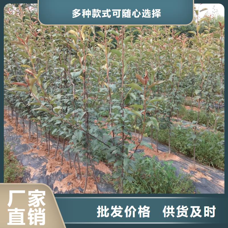 梨树【奶油草莓】专注细节专注品质