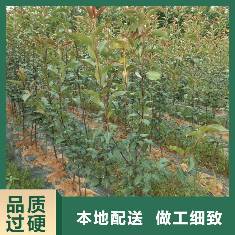 梨树,【红颜草莓】质检严格