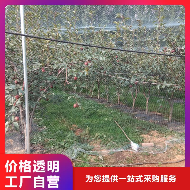 梨树_李子苗精心