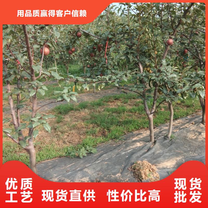 梨树,苹果苗材质实在