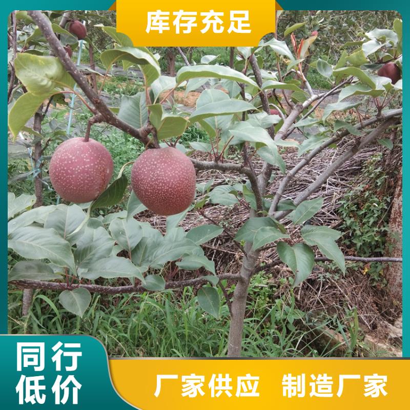 梨树,石榴苗优良工艺