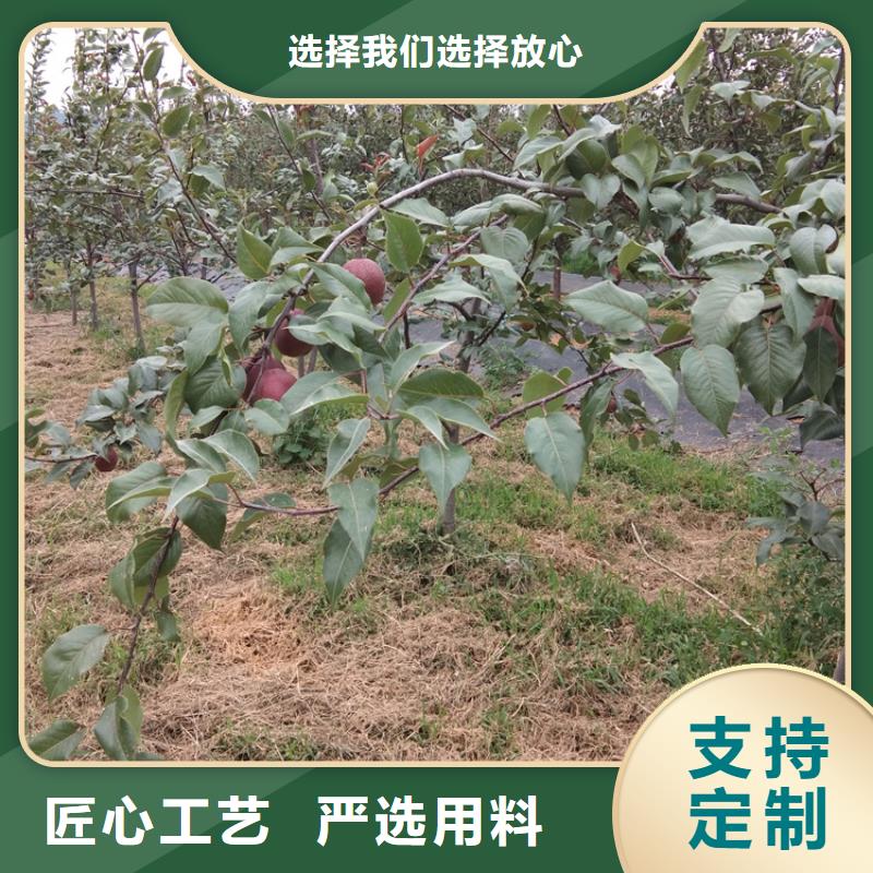 【梨树桃树苗发货迅速】