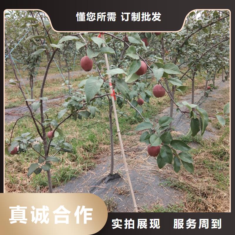 梨树【蓝莓苗】厂家直销大量现货