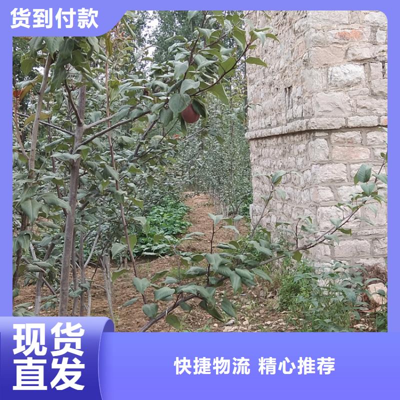 梨树桃树苗库存量大