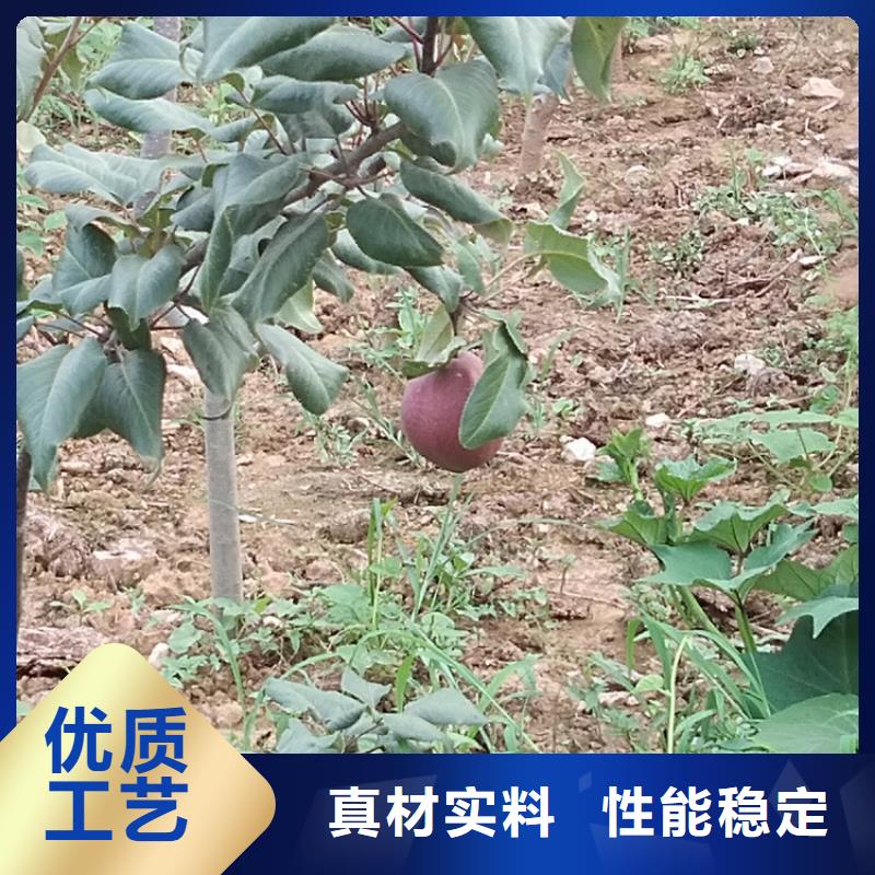梨树苹果苗24小时下单发货
