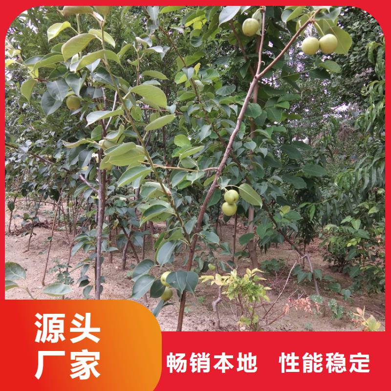 【梨树桃树苗发货迅速】