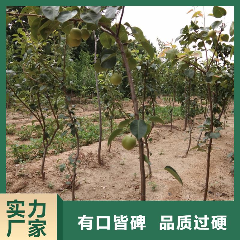 【梨树】樱桃苗免费获取报价
