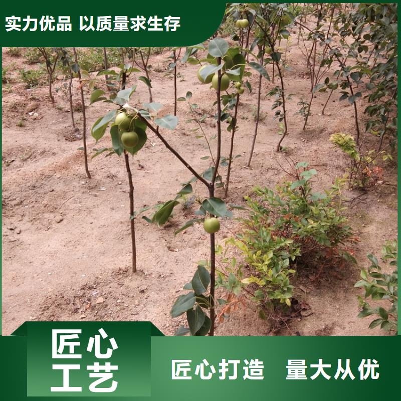 梨树桃树苗库存量大