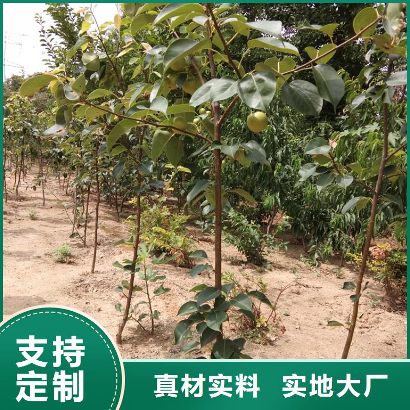 梨树_蓝莓苗出货及时