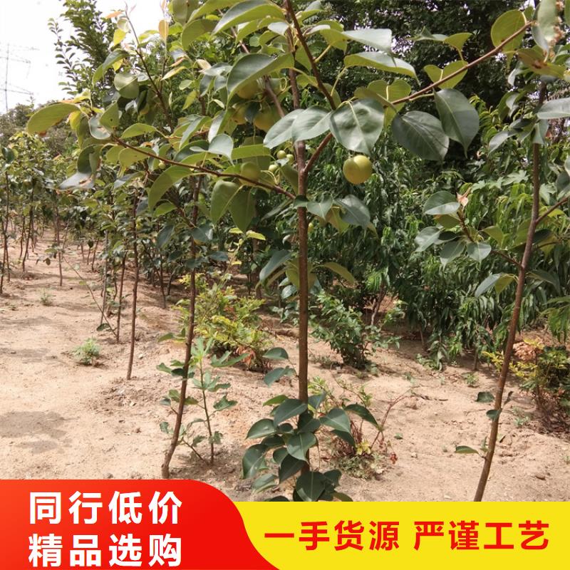 梨树苹果苗现货销售