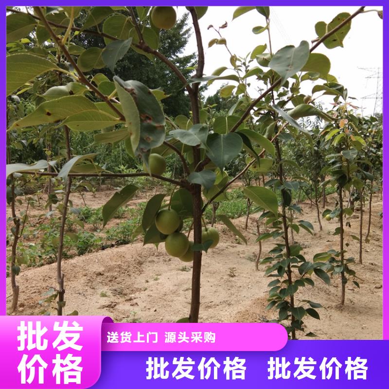 梨树,苹果苗材质实在