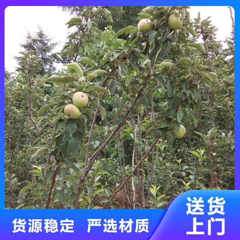 【梨树】杏树苗可定制