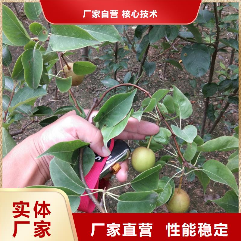 梨树樱桃苗贴心服务
