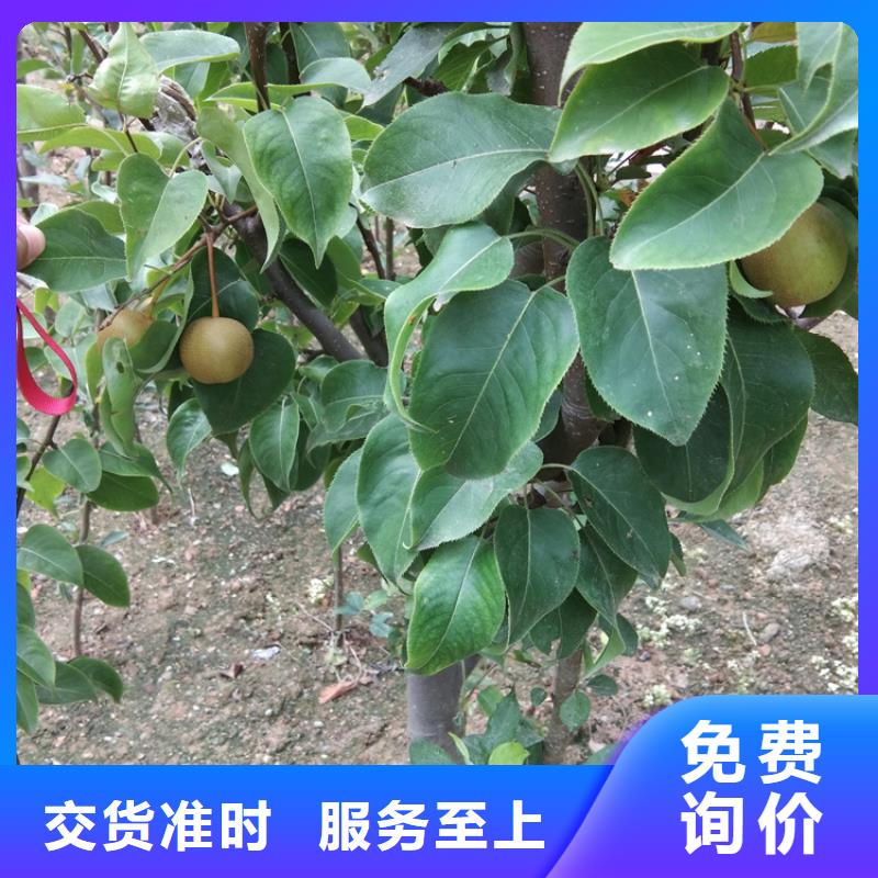 梨树,苹果苗材质实在
