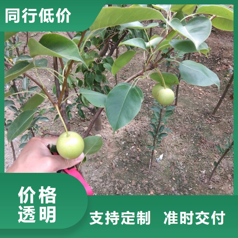 梨树_蓝莓苗出货及时