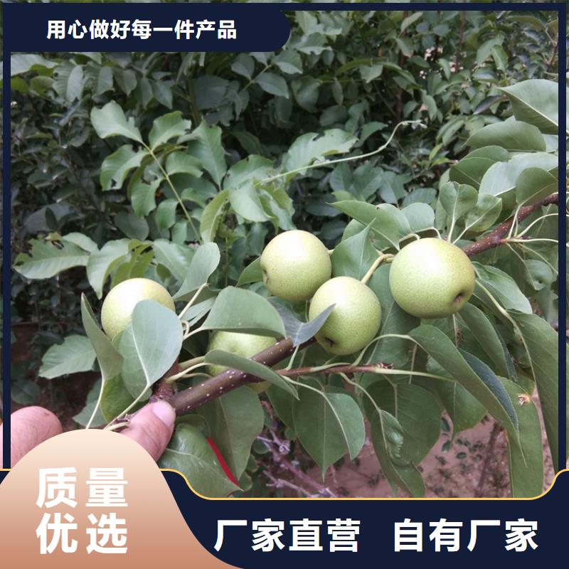 梨树,【红颜草莓】质检严格