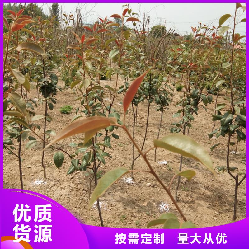 梨树,【红颜草莓】质检严格