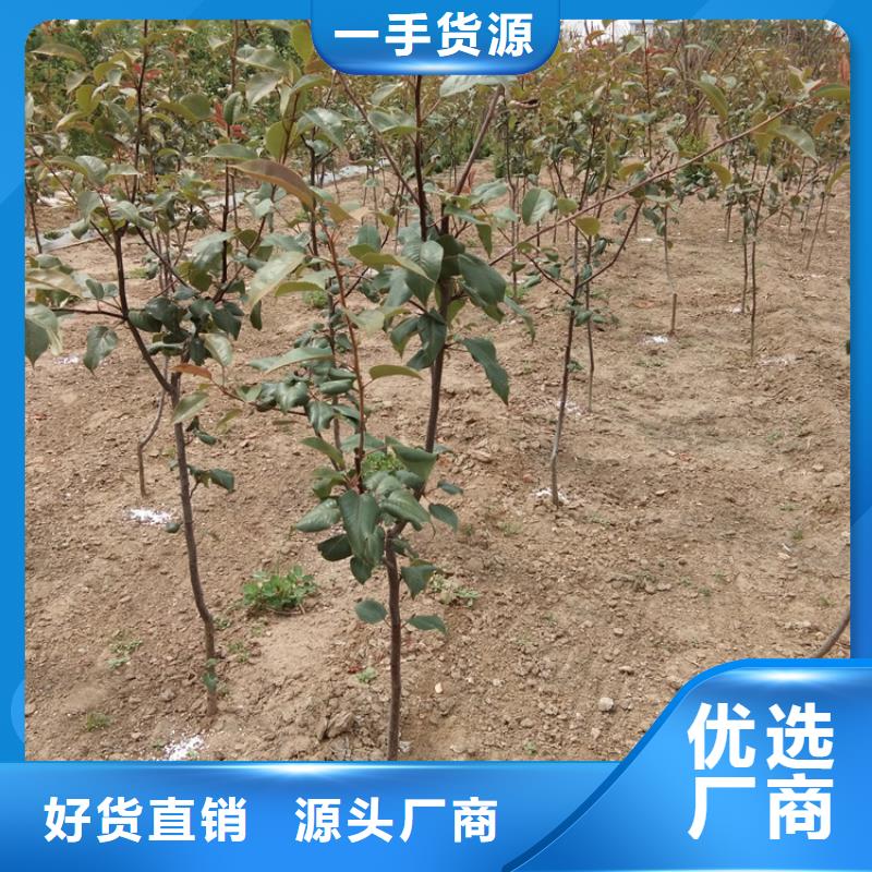 【梨树】樱桃苗免费获取报价