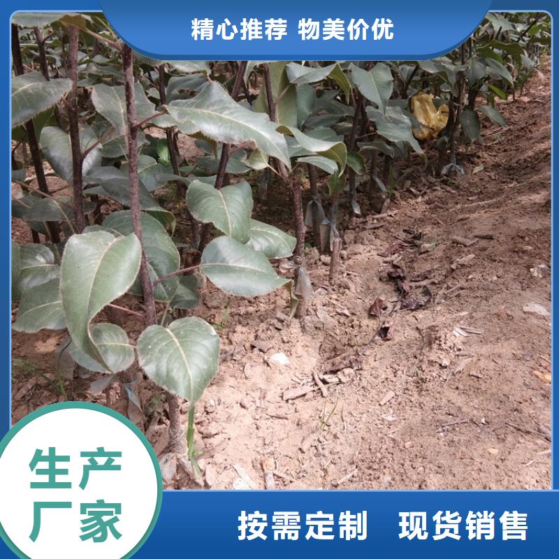 【梨树西瓜苗厂家案例】