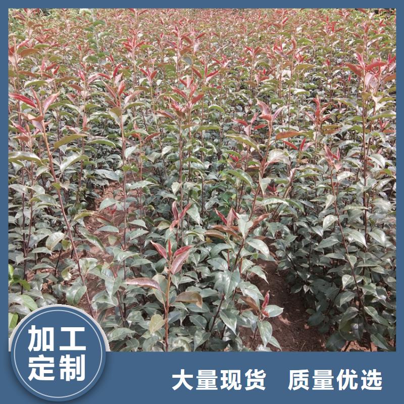 梨树【奶油草莓】专注细节专注品质
