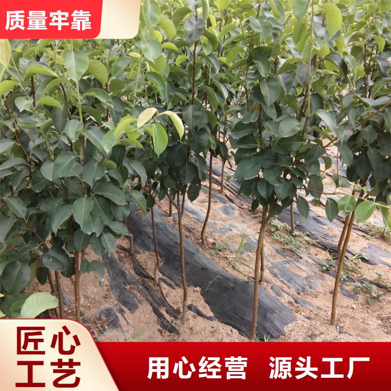 梨树桃树苗库存量大