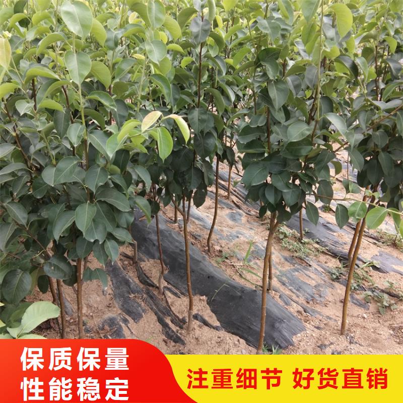 梨树苹果苗现货销售