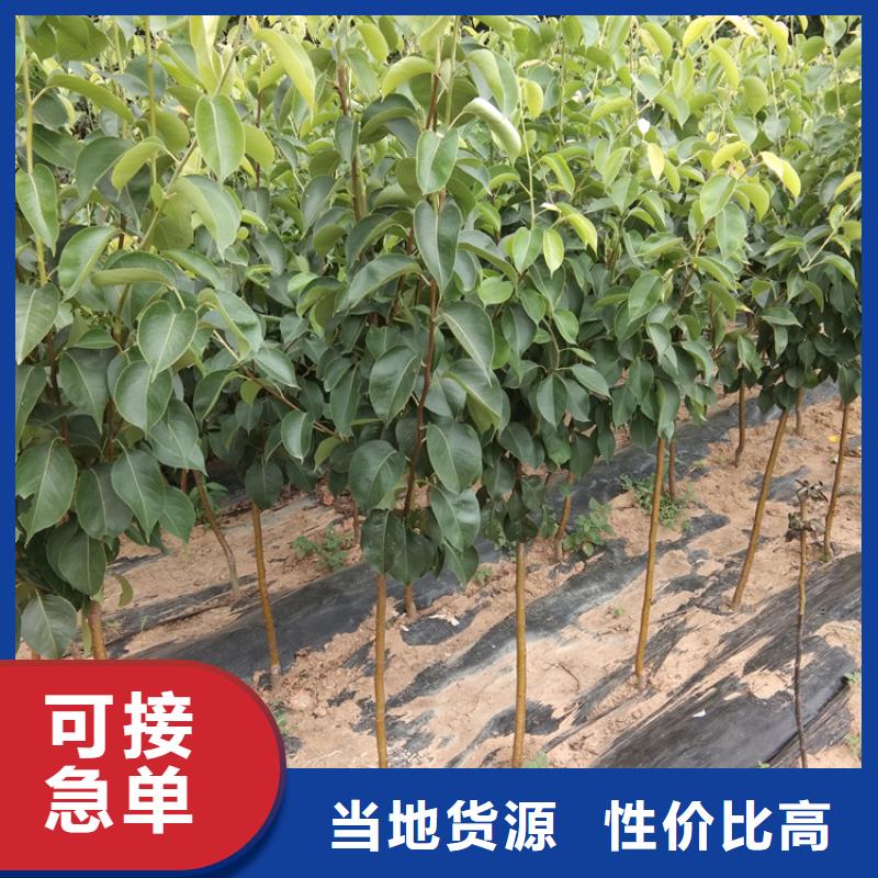 梨树_李子苗精心
