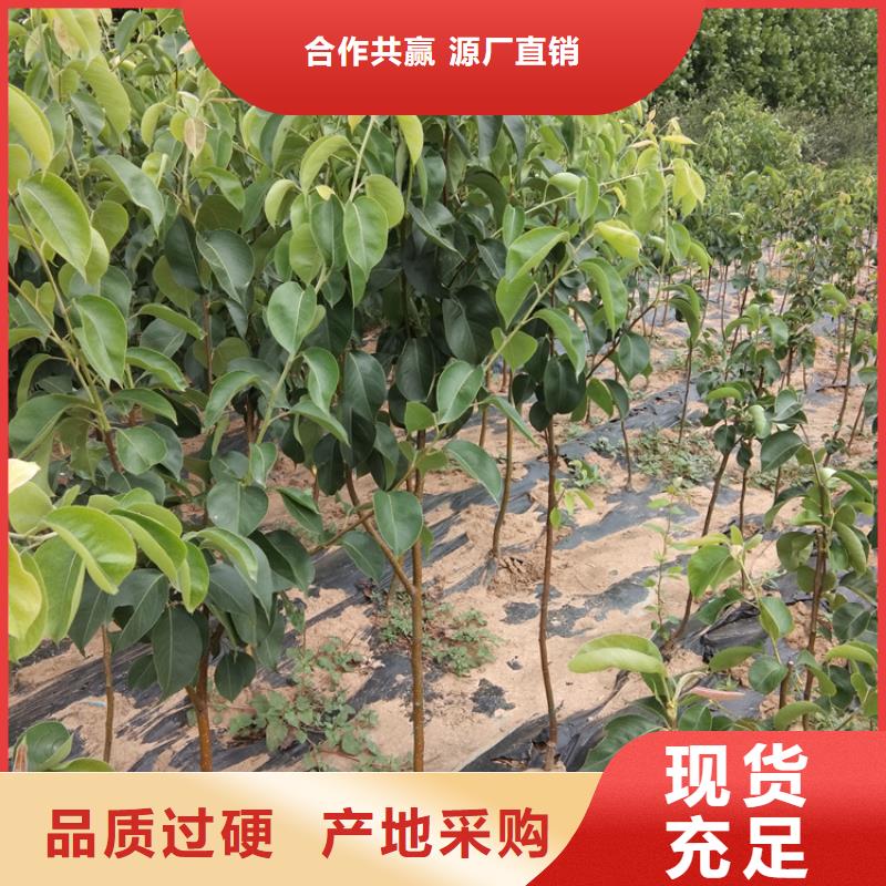梨树樱桃苗贴心服务