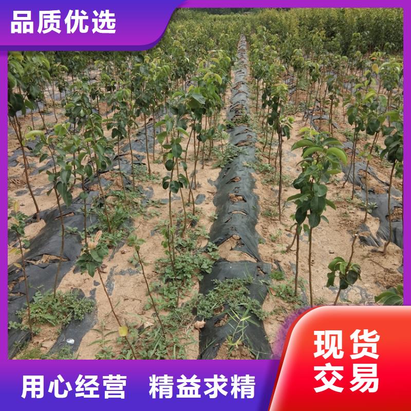 梨树红石榴苗基地厂家拥有先进的设备