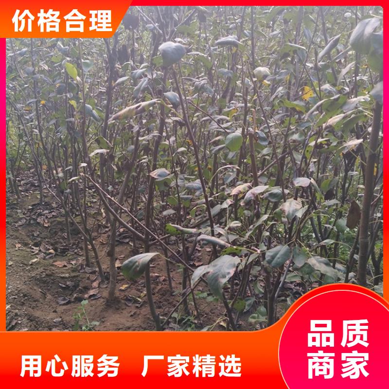 梨树_蓝莓苗出货及时