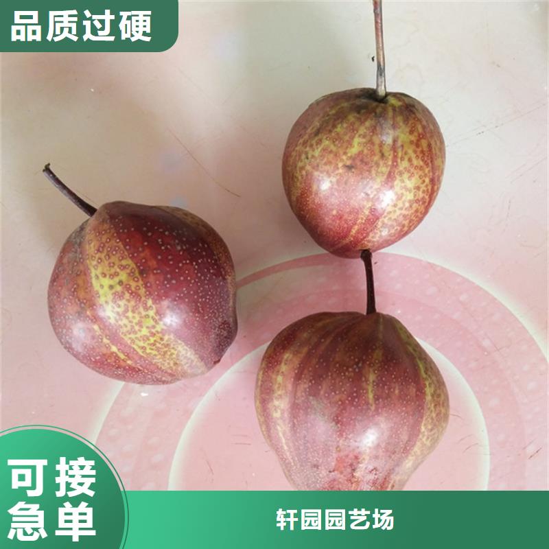 梨树,石榴苗优良工艺