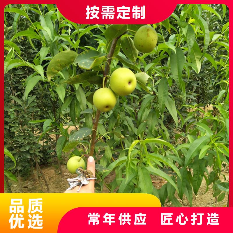 梨树【猕猴桃苗】根据要求定制