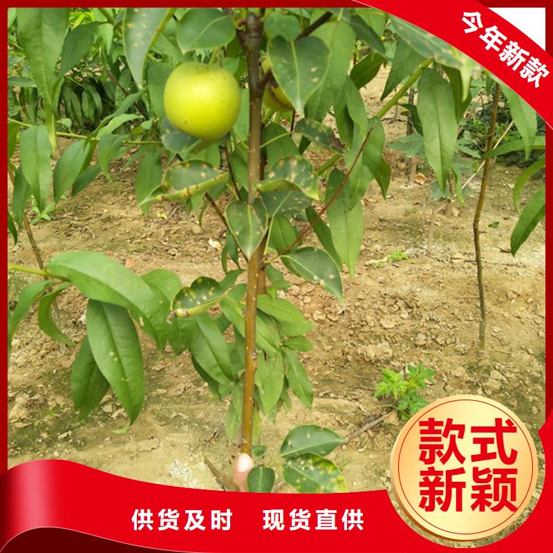 梨树【蓝莓苗】物流配货上门