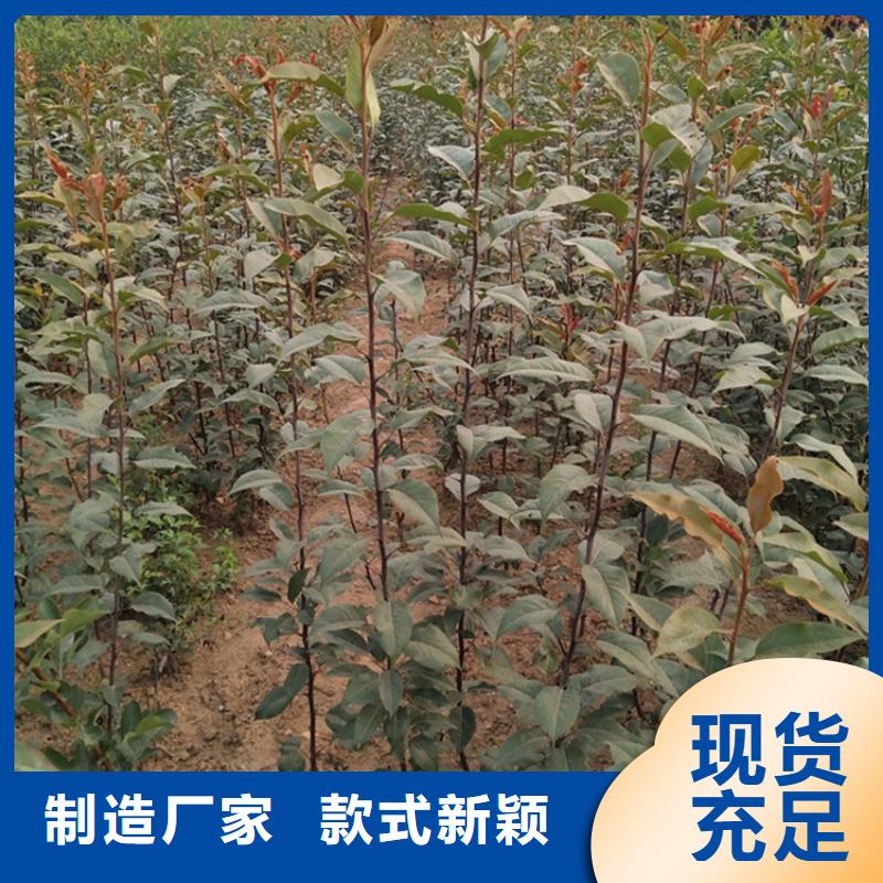 梨树【蓝莓苗】厂家直销大量现货