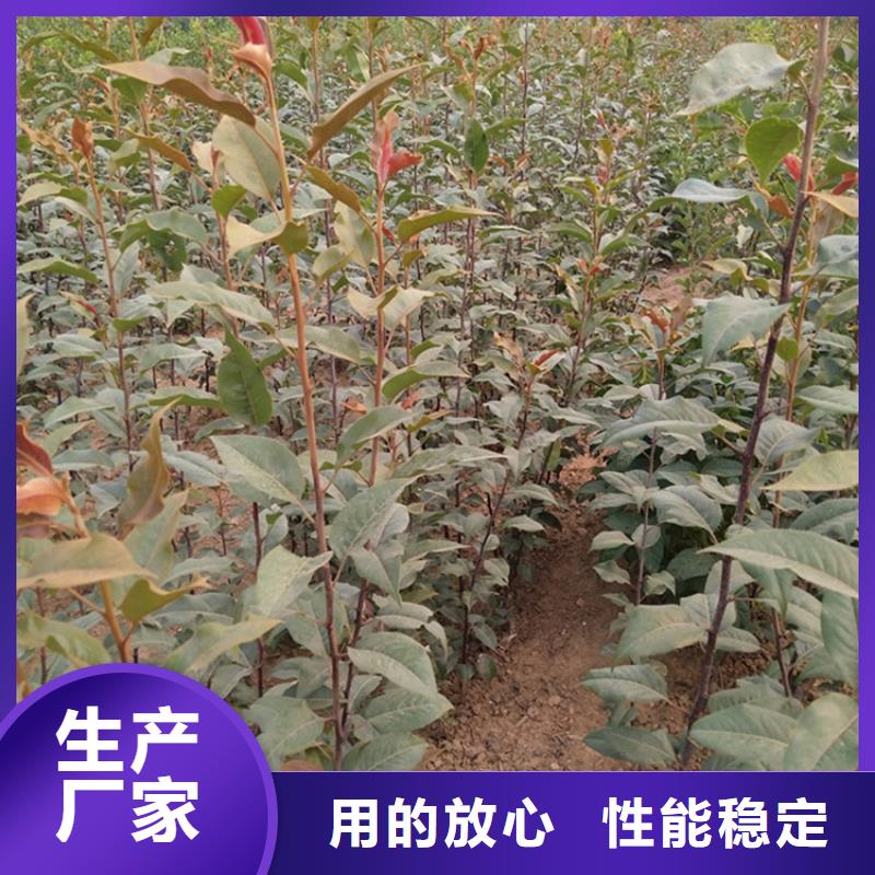 梨树桃树苗库存量大