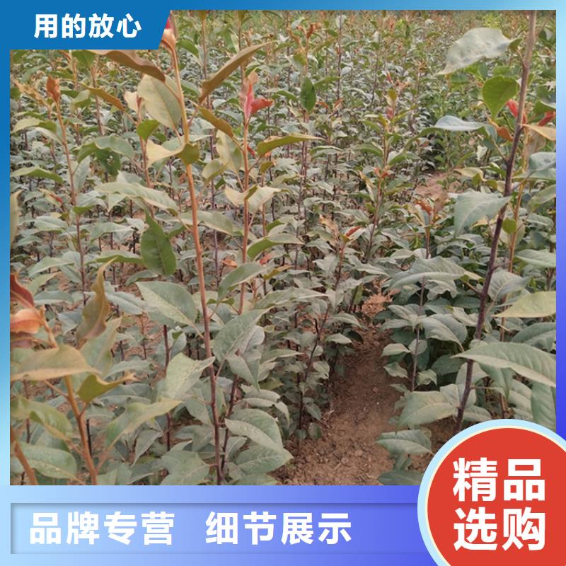 梨树,【红颜草莓】质检严格