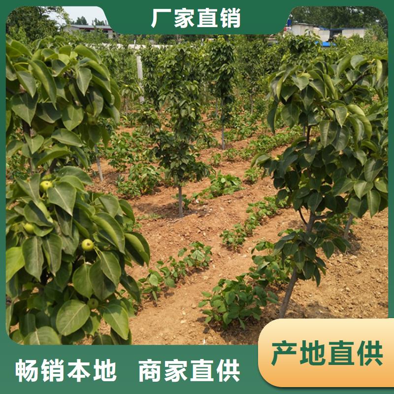 梨树苹果苗畅销当地