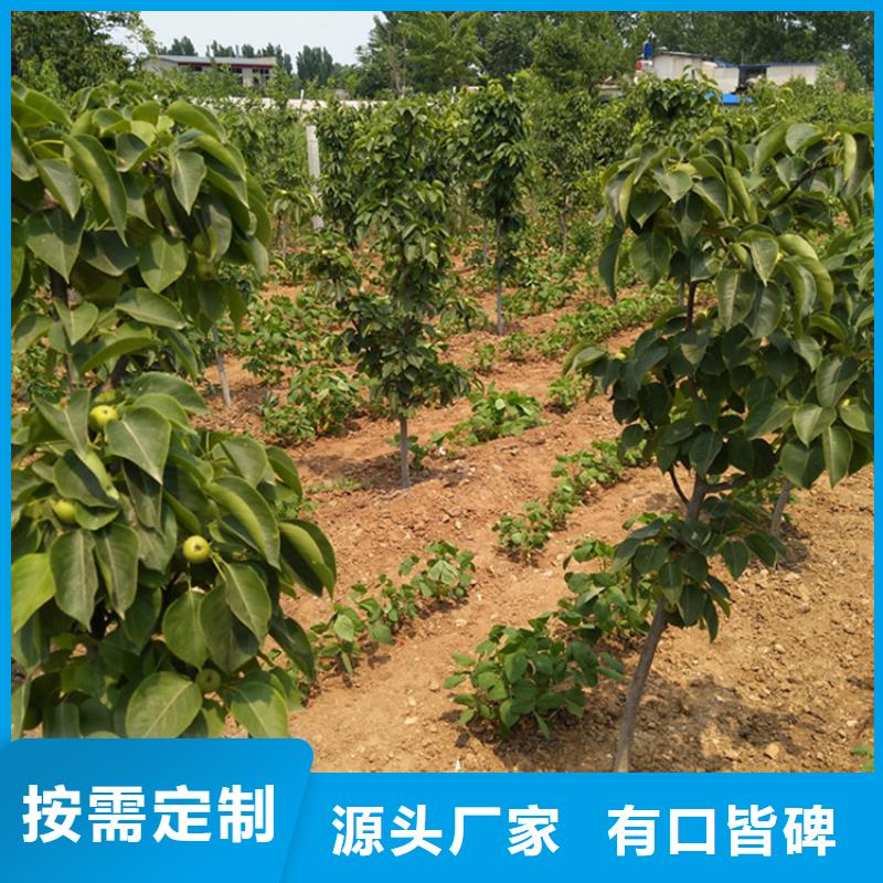 梨树草莓苗好产品价格低