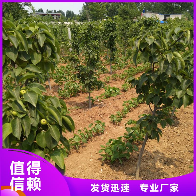 梨树-【樱桃苗】免费寄样