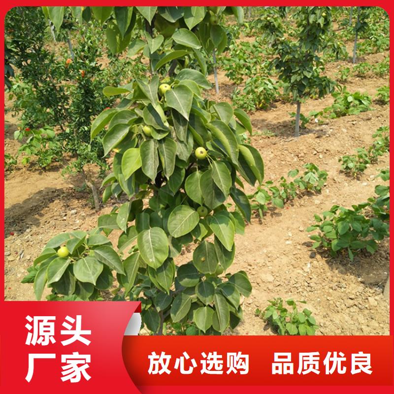 梨树苹果苗现货销售