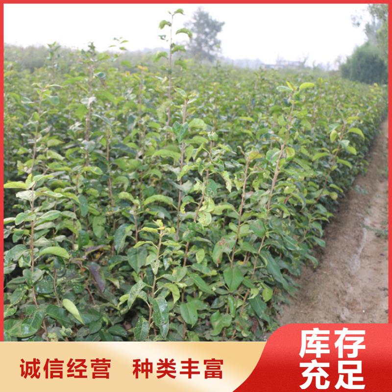 梨树苹果苗现货销售