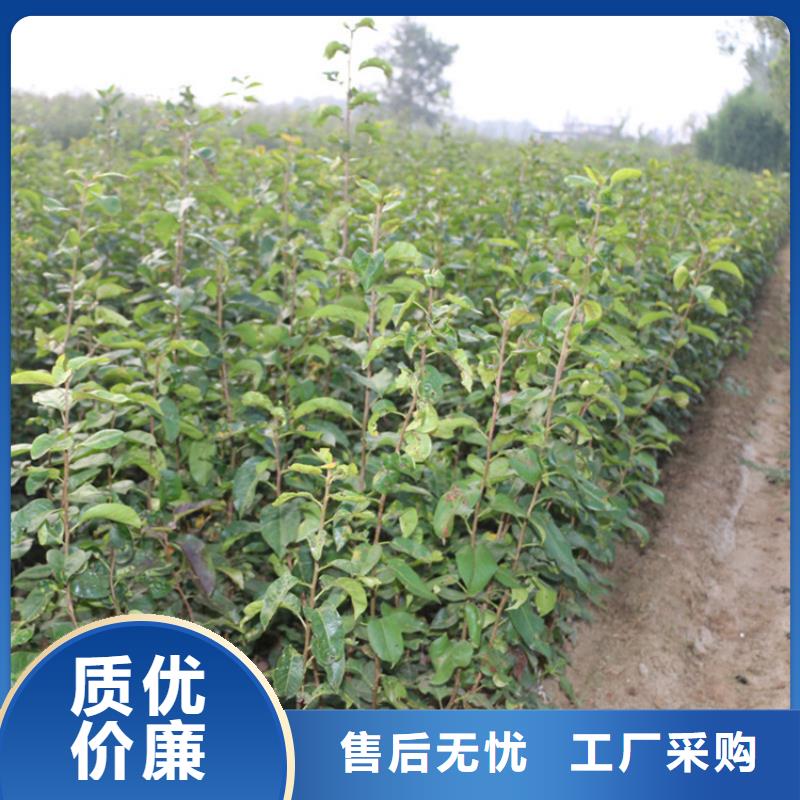 梨树,【红颜草莓】质检严格