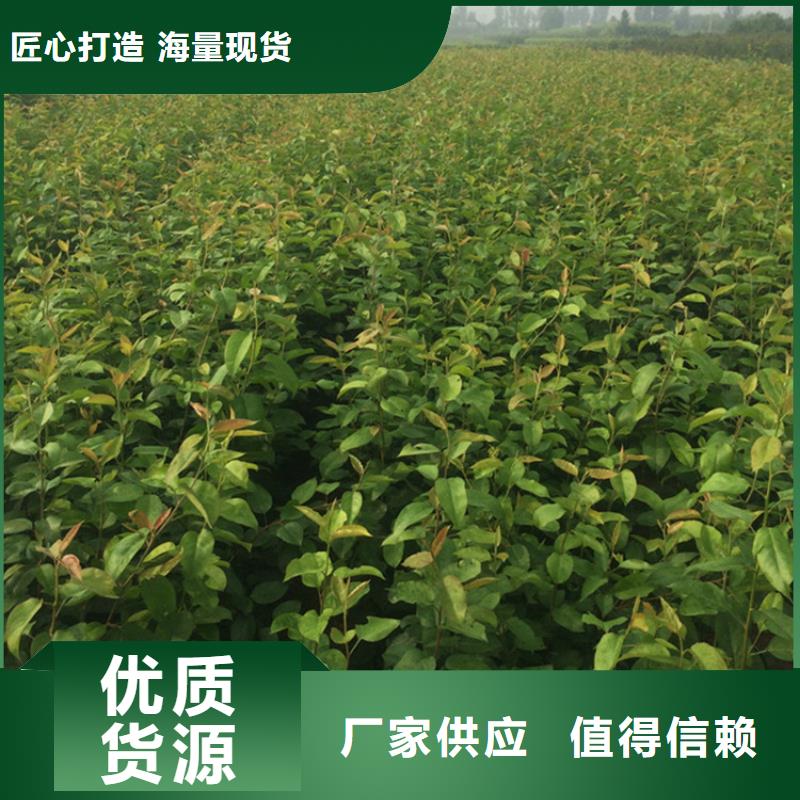 【梨树】樱桃苗免费获取报价