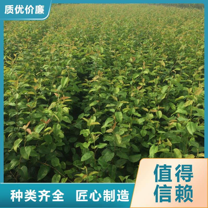 【梨树西瓜苗厂家案例】