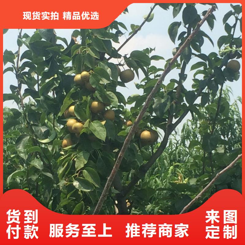 梨树_蓝莓苗出货及时
