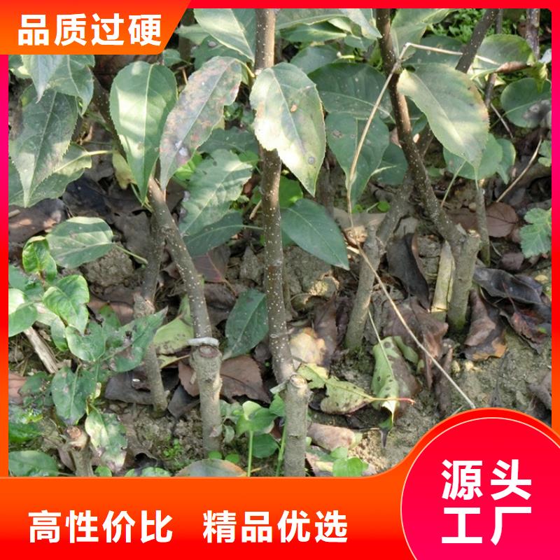 梨树_李子苗精心