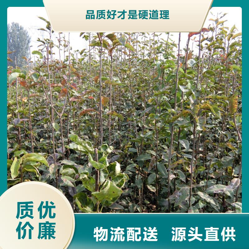 梨树_蓝莓苗出货及时