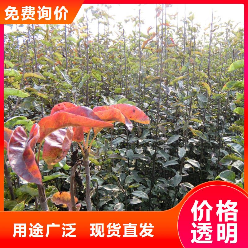 梨树西瓜苗实力大厂家